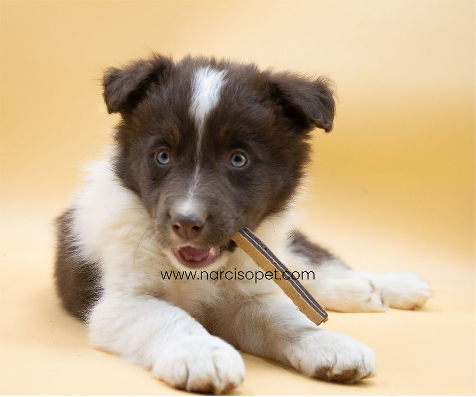 Thumbnail: Border Collie Chocolate -Machos y Hembras