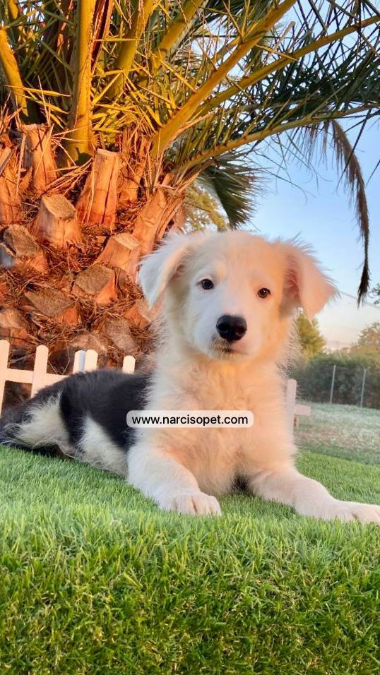 Miniatura: Border Collie Blanco y Negro - Macho