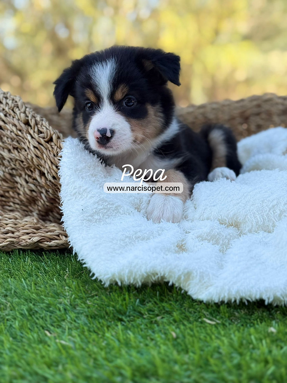 Thumbnail: Border Collie Tricolor | Pepa