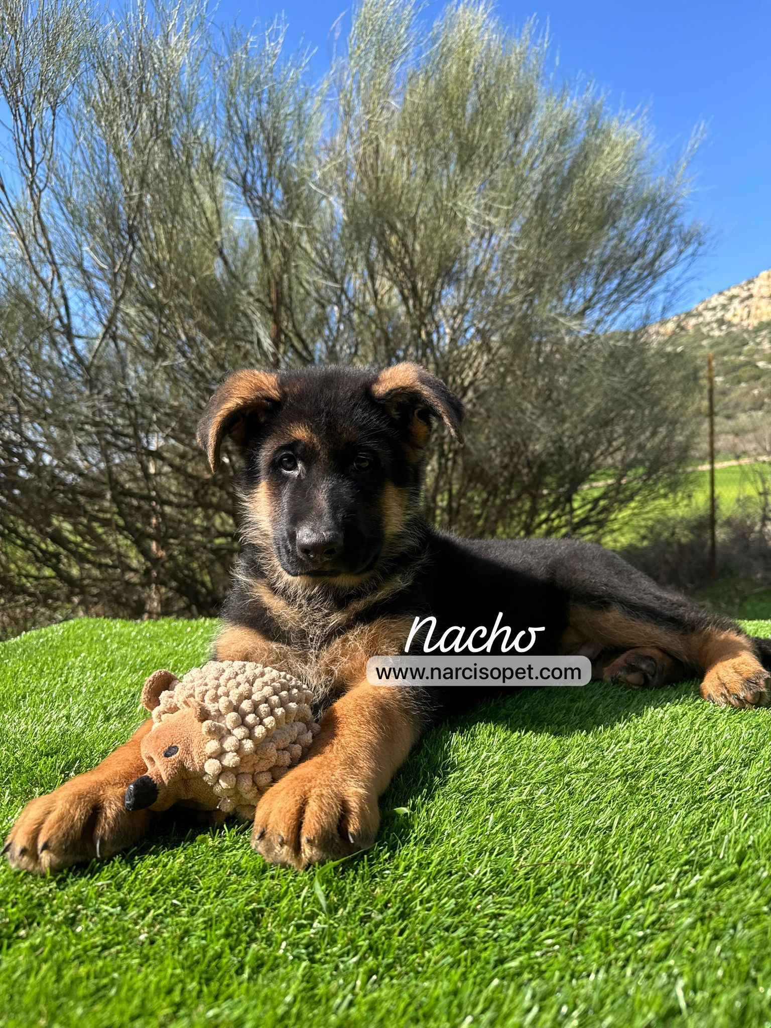 Pastor Alemán Línea Belleza "Nacho" | Macho