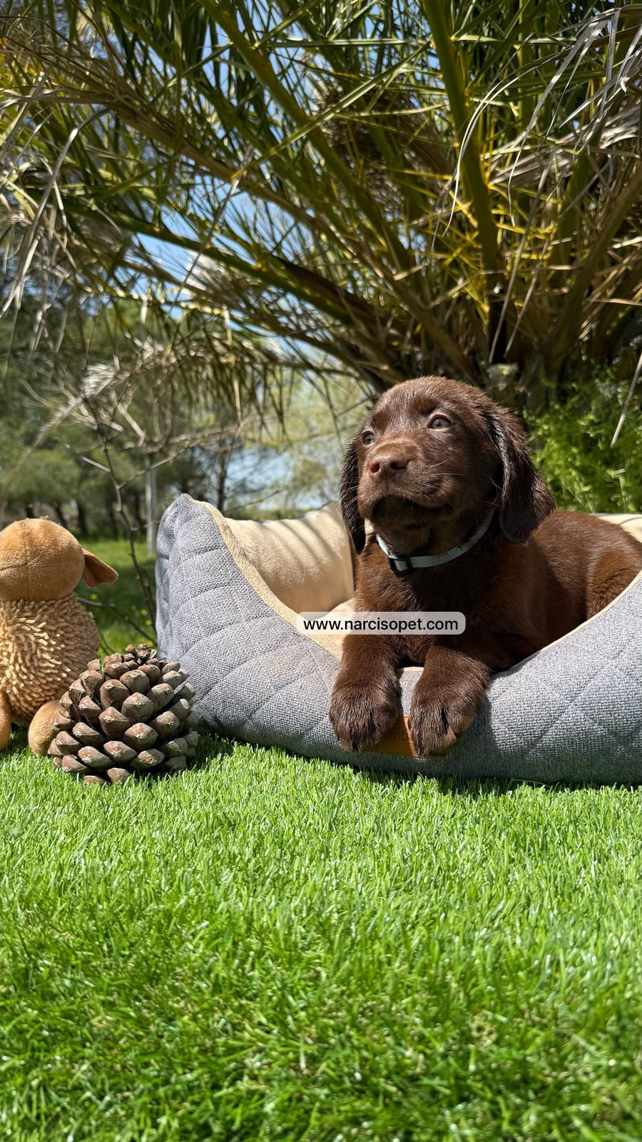 Miniatura: Labrador Retriever Chocolate | Hembra "Lola"