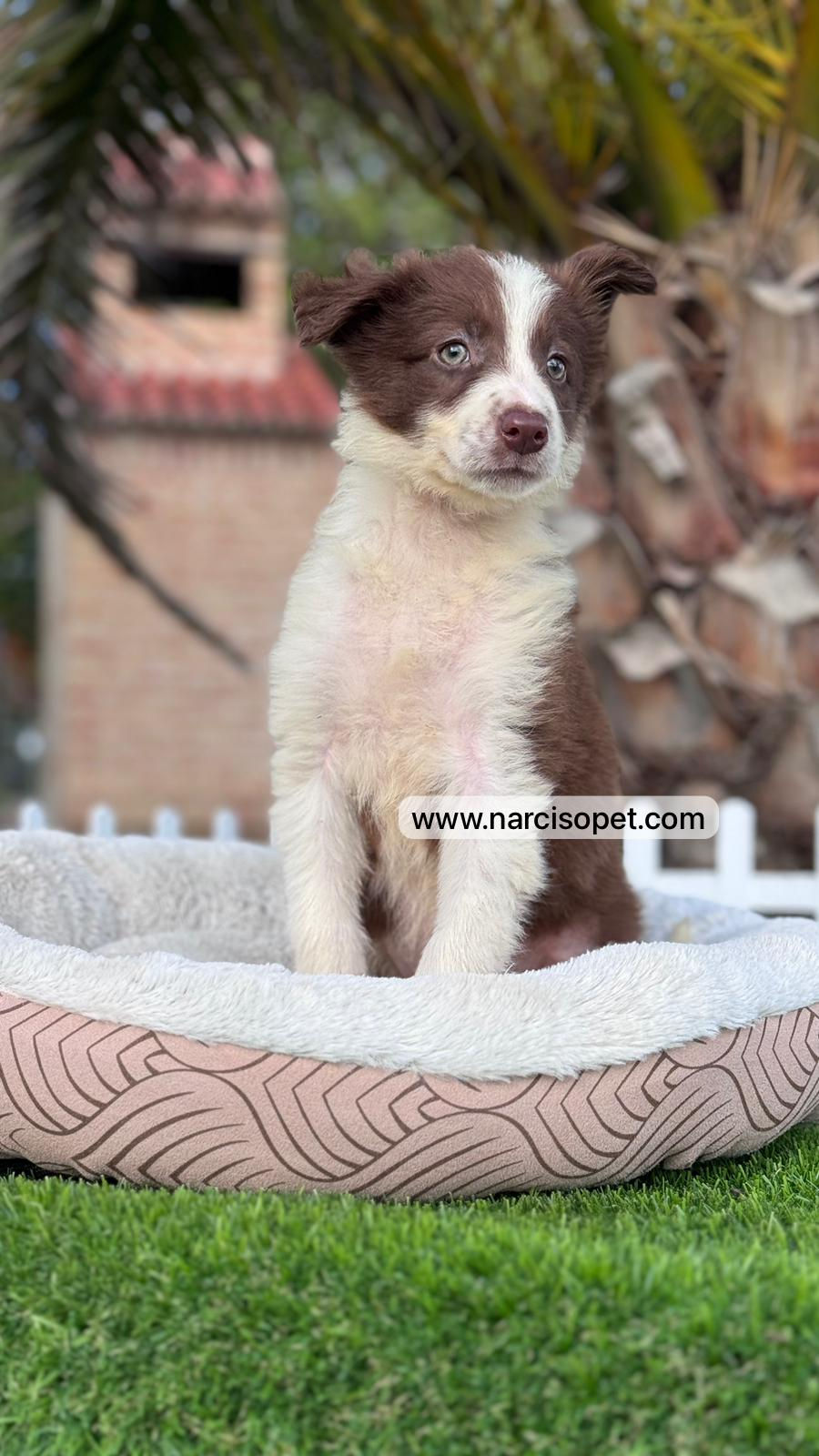 Thumbnail: Border Collie Chocolate - Hembra