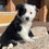 Thumbnail: Border Collie Macho