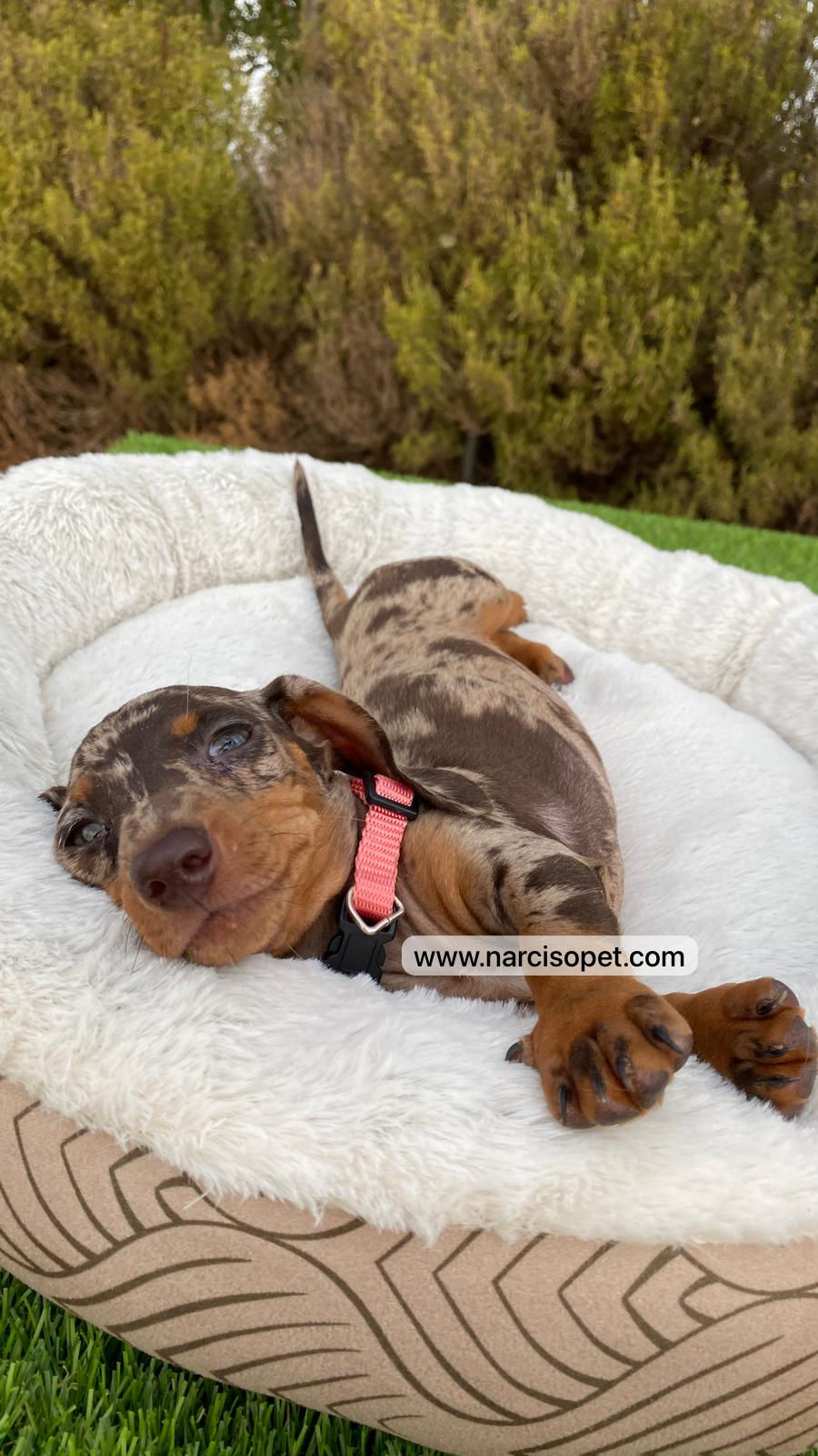 Thumbnail: Teckel Arlequin Chocolate Mini - Hembra