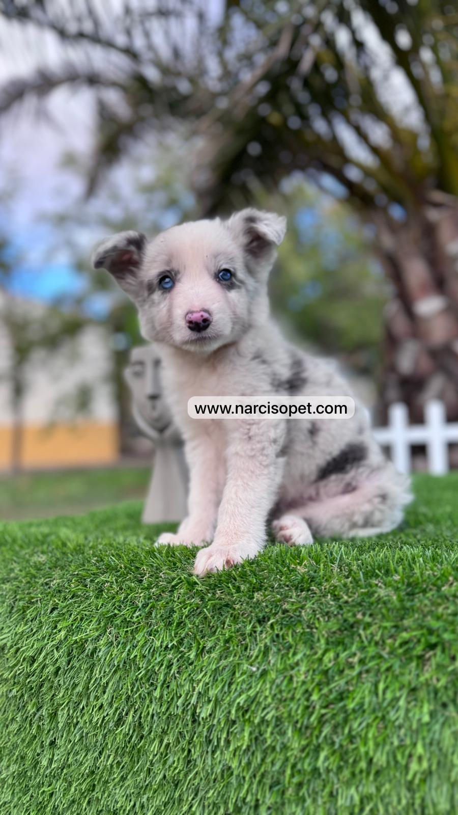 Miniatura: Border Collie Blue Merlé - Hembra