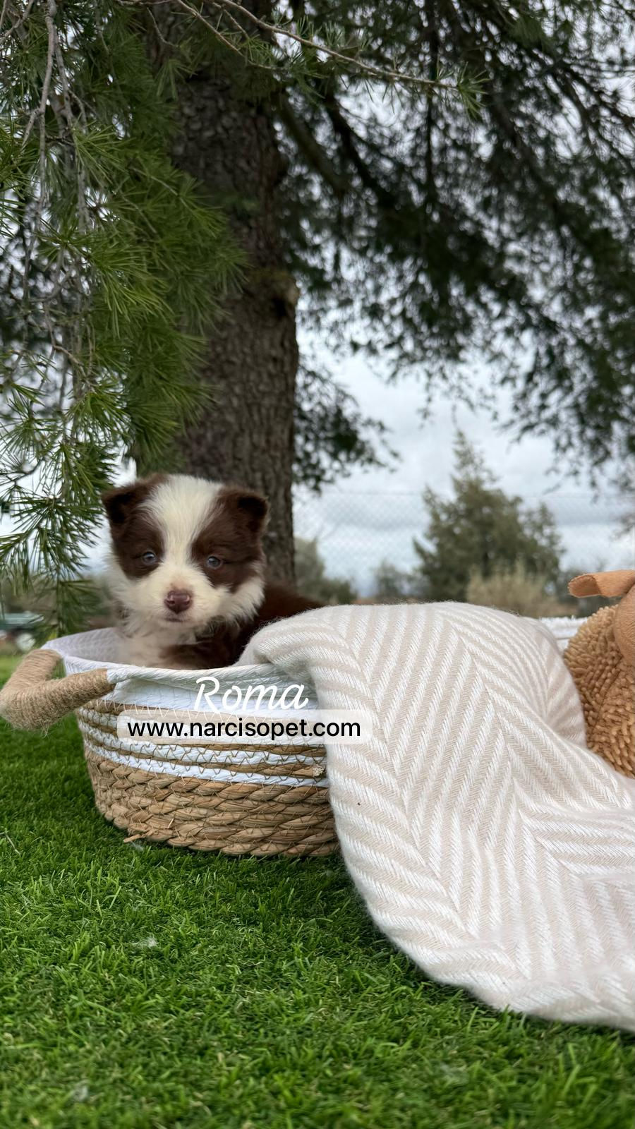 Miniatura: Border Collie Chocolate | Hembra "Roma"