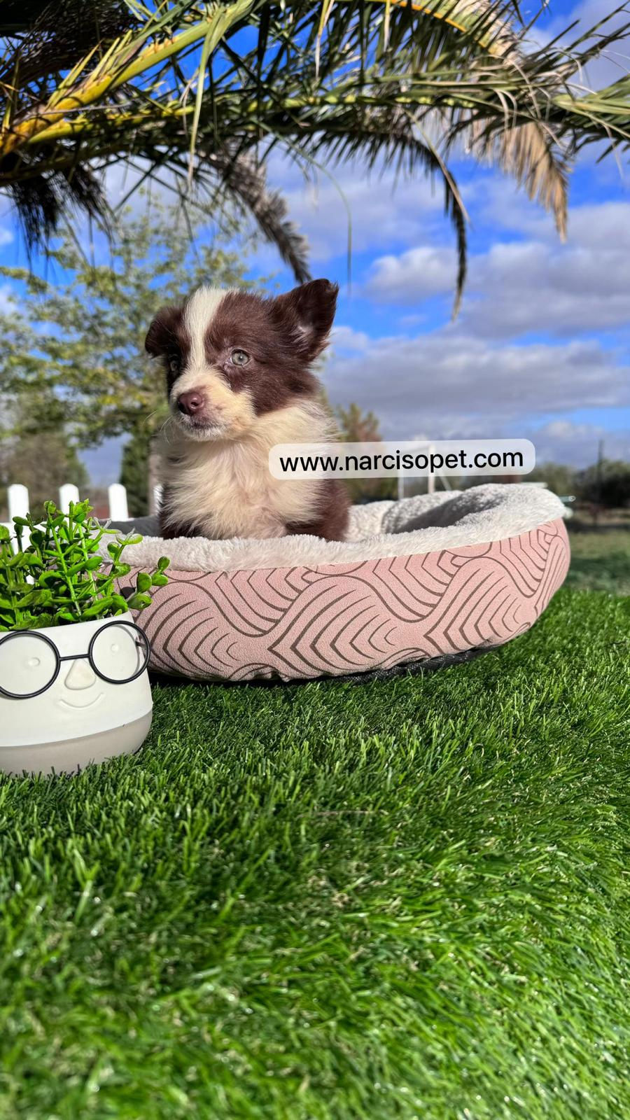 Miniatura: Border Collie Chocolate - Hembra