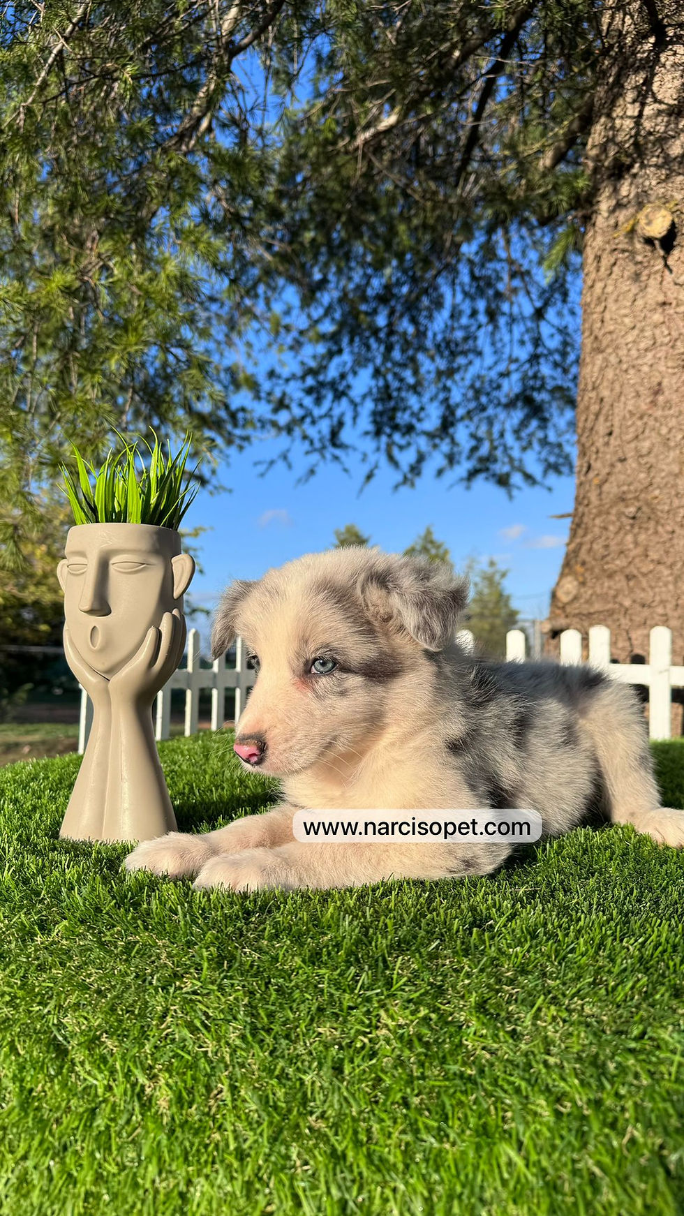 Miniatura: Border Collie Blue Merlé - Macho
