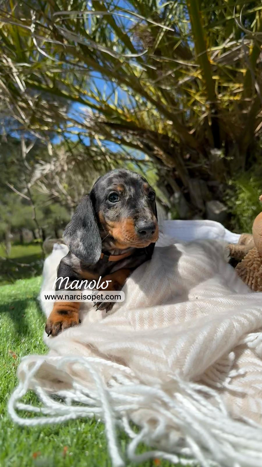 Thumbnail: Teckel Miniatura Arlequin Plata | Macho "Manolo"