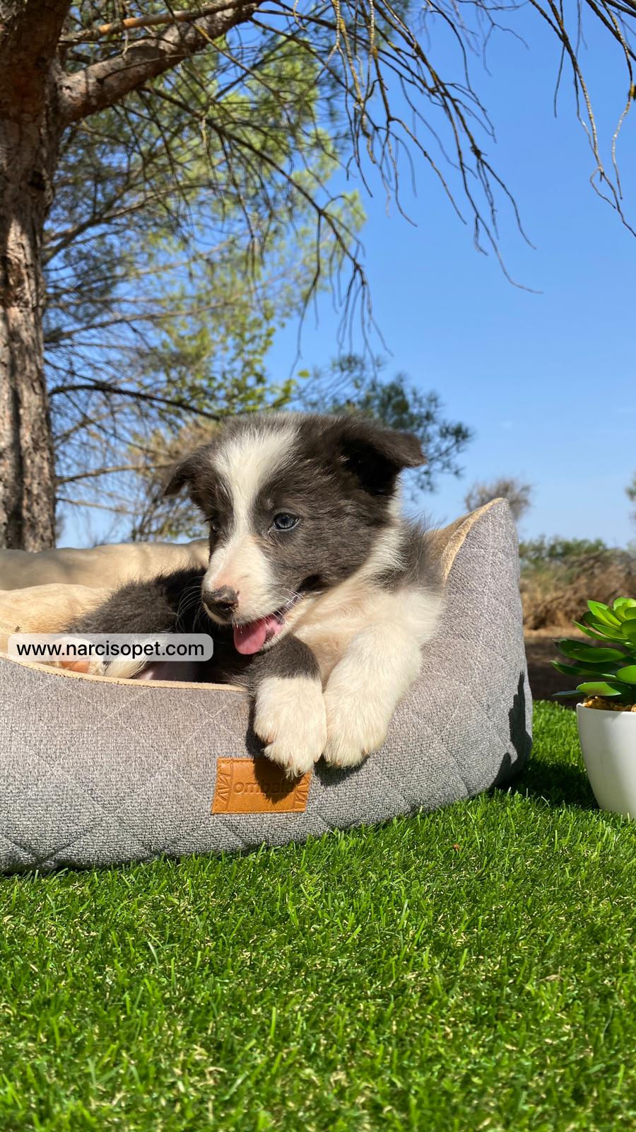 Thumbnail: Border Collie Blue | Hembra