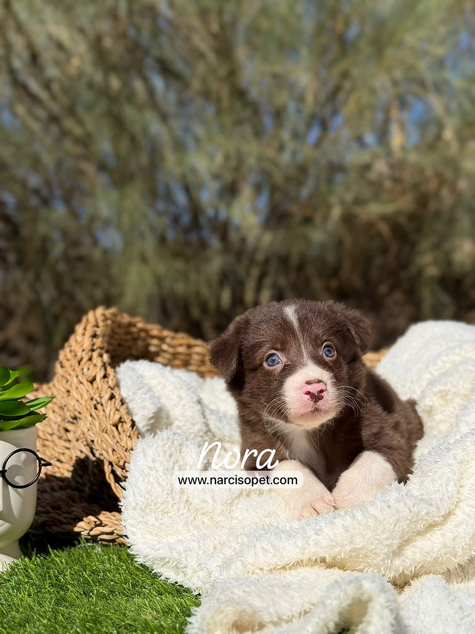 Thumbnail: Border Collie Hembra Chocolate | Nora