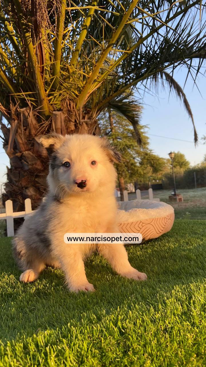 Border Collie Blue Merle | Macho