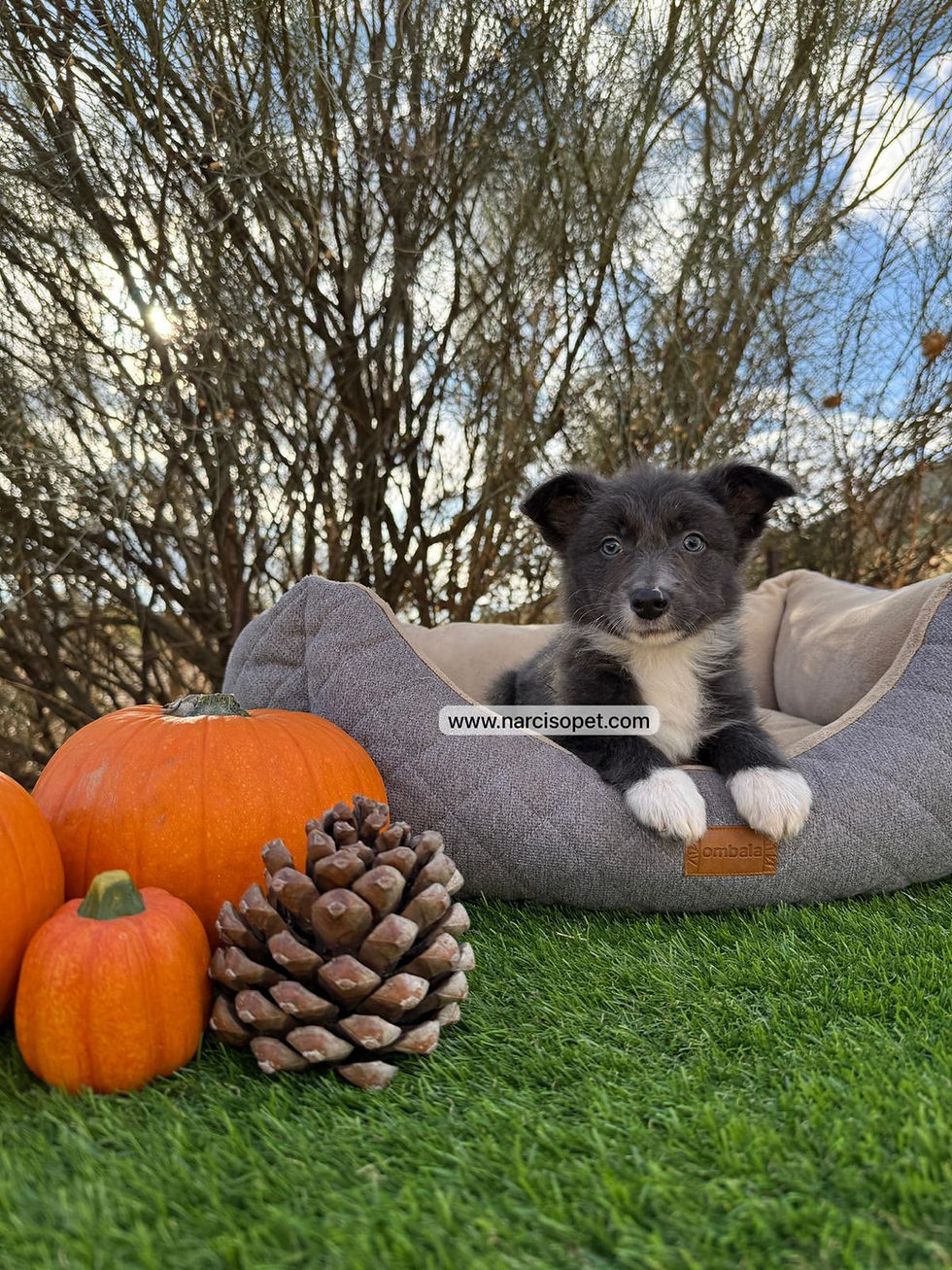 Thumbnail: Border Collie Blue | Macho "Sparkie"
