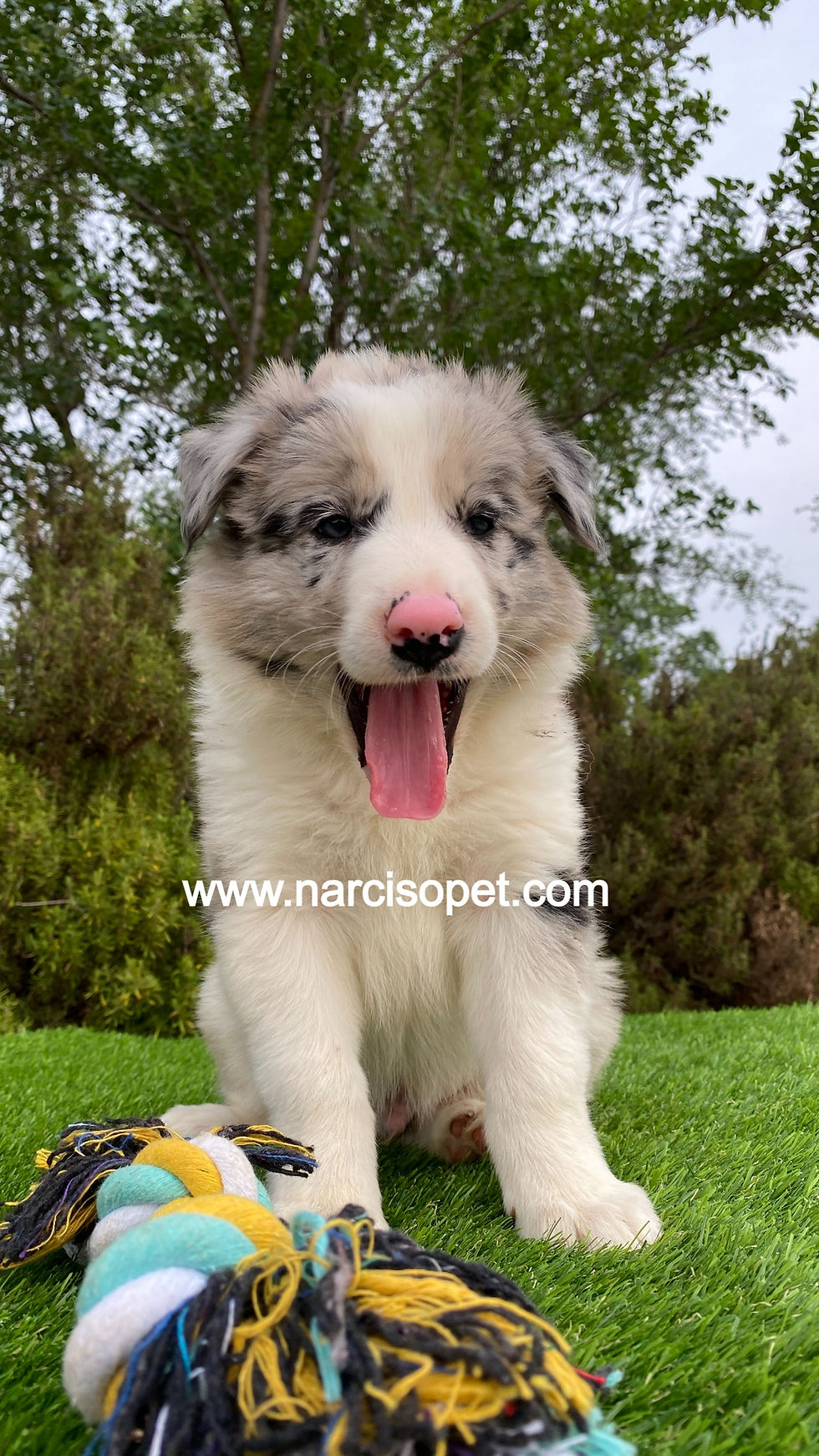 Miniatura: Border Collie Merle Macho