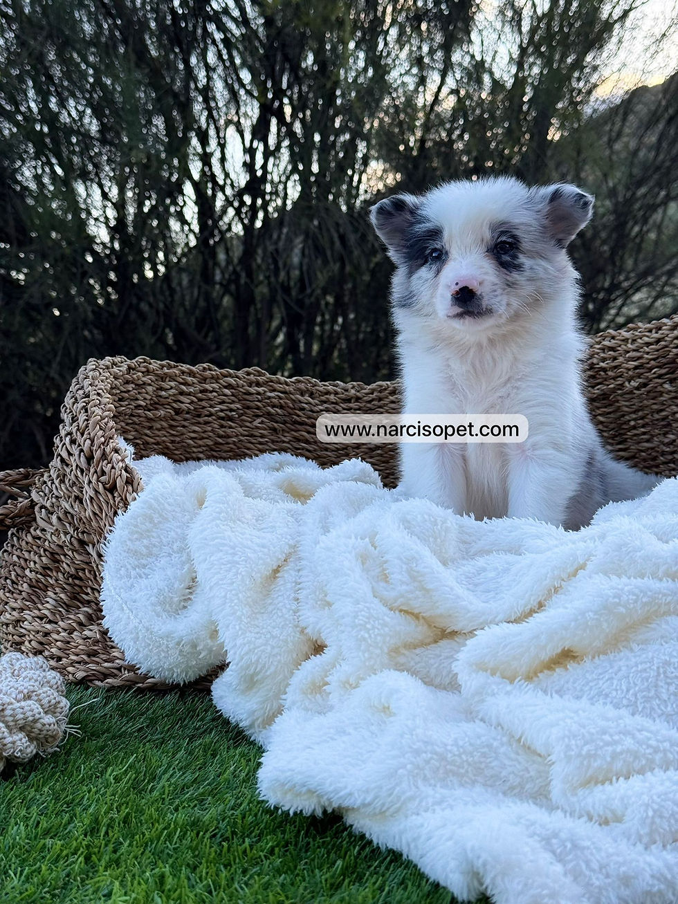 Miniatura: Border Collie Merle Hembra | Boliña