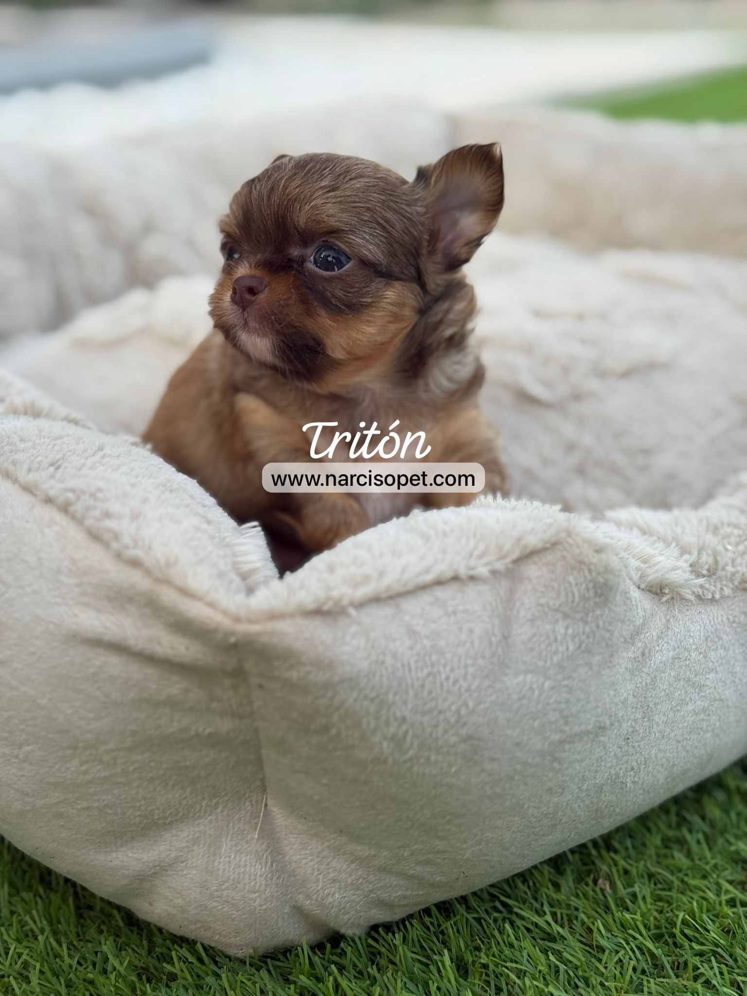 Chihuahua Pelo Largo Macho | Tritón