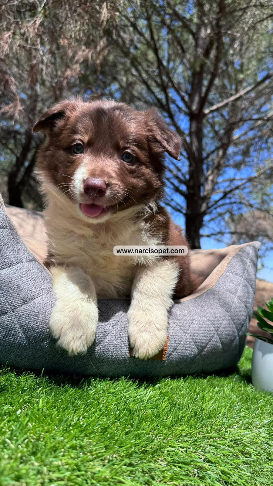 Miniatura: Border Collie Chocolate | Macho