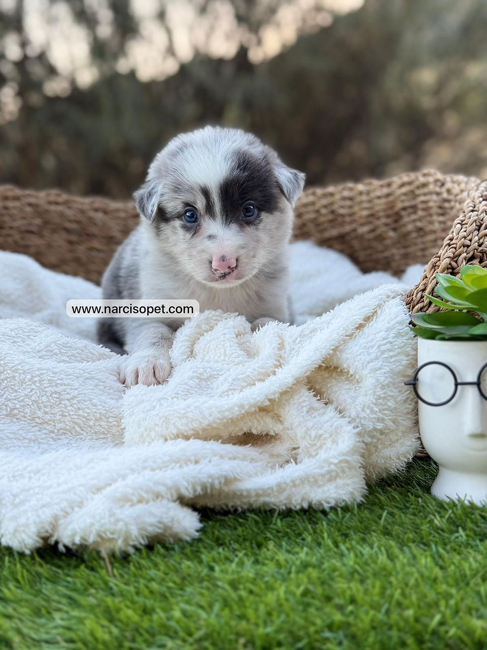 Miniatura: Border Collie Macho Blue Merle | Agus