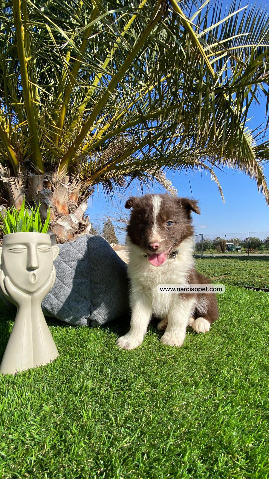 Miniatura: Border Collie Chocolate | Macho