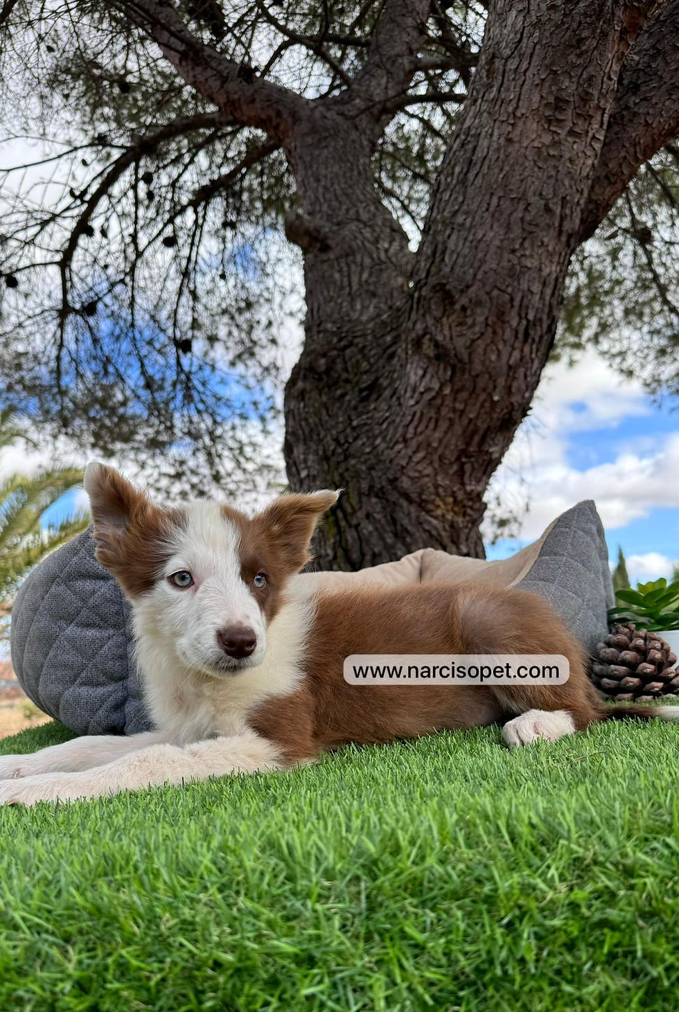 Miniatura: Border Collie Chocolate | Hembra