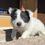 Thumbnail: Border Collie Macho - Ojos azules