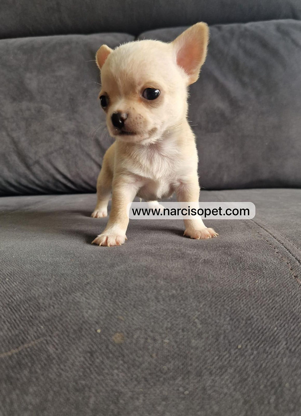 Thumbnail: Chihuahuas mini toy | Hembra y Macho