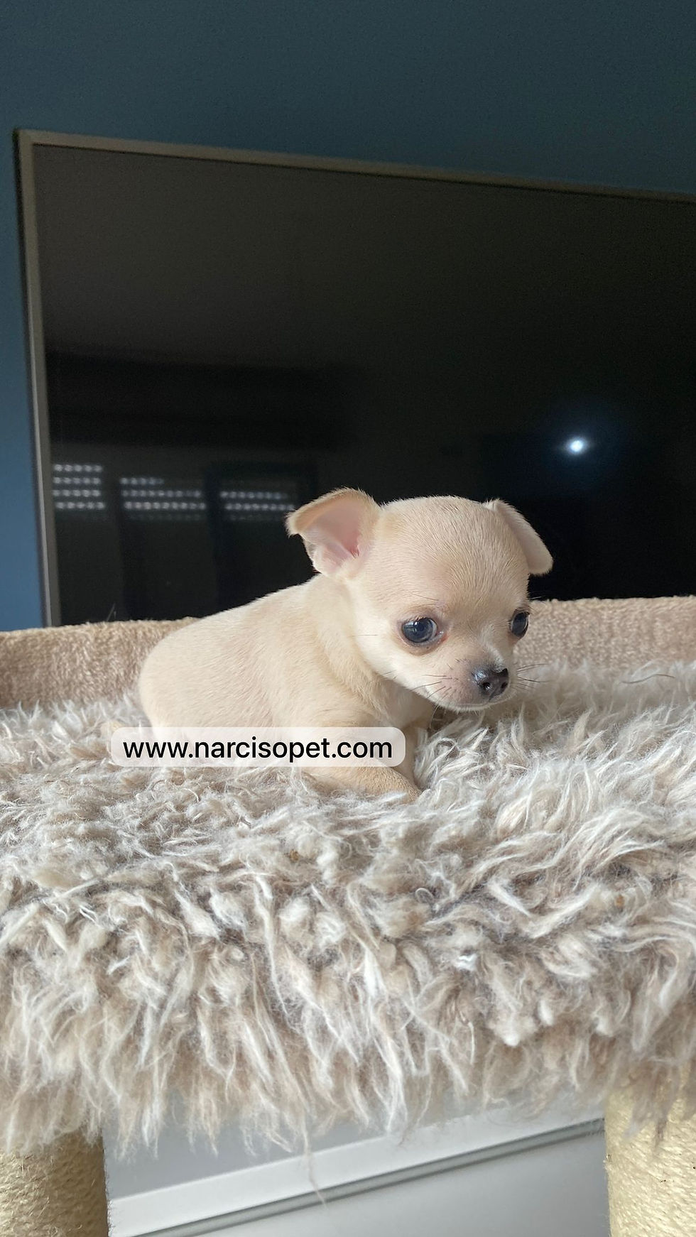 Thumbnail: Chihuahua Lilac mini | Macho
