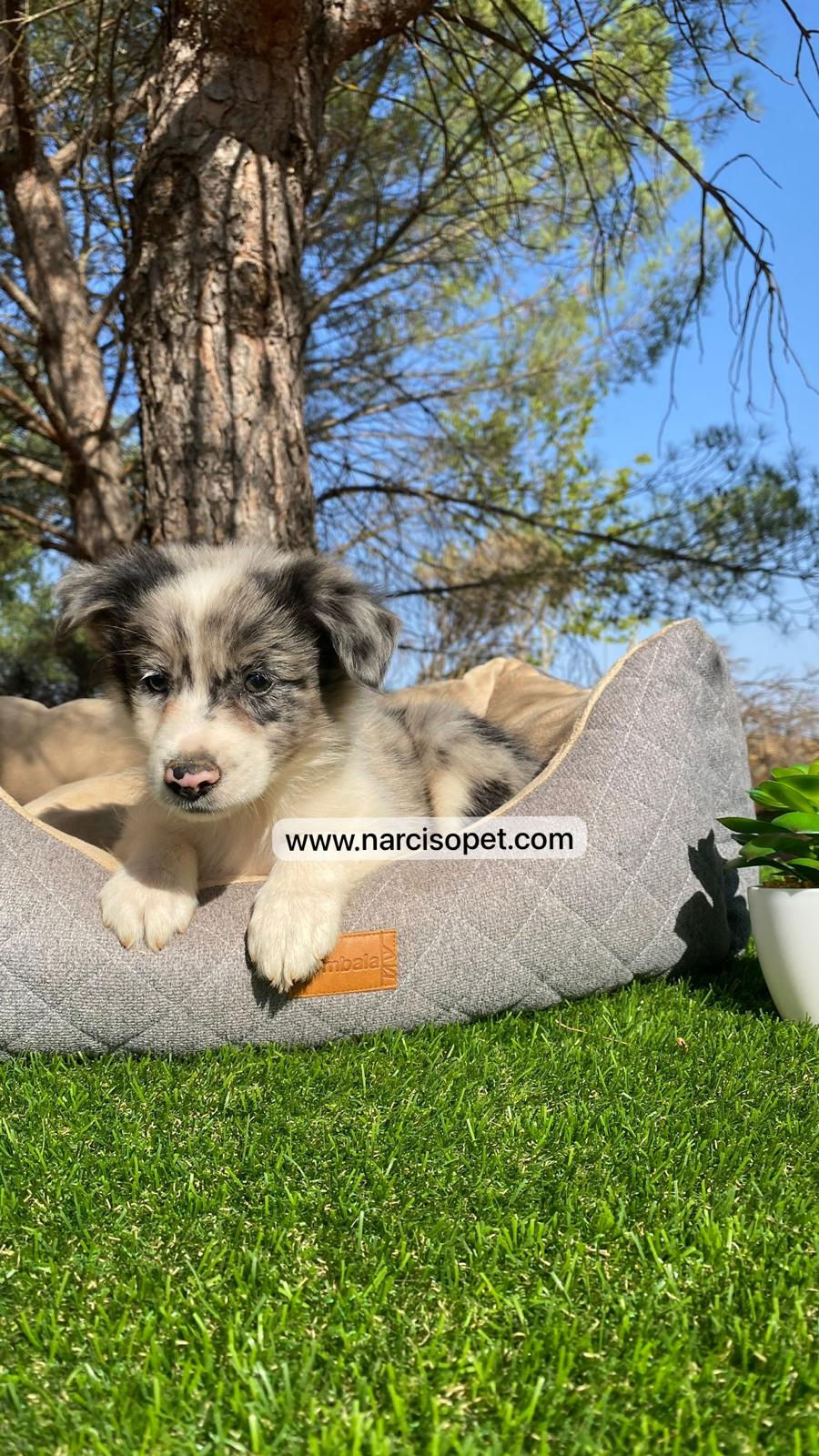 Miniatura: Border Collie Merle | Macho
