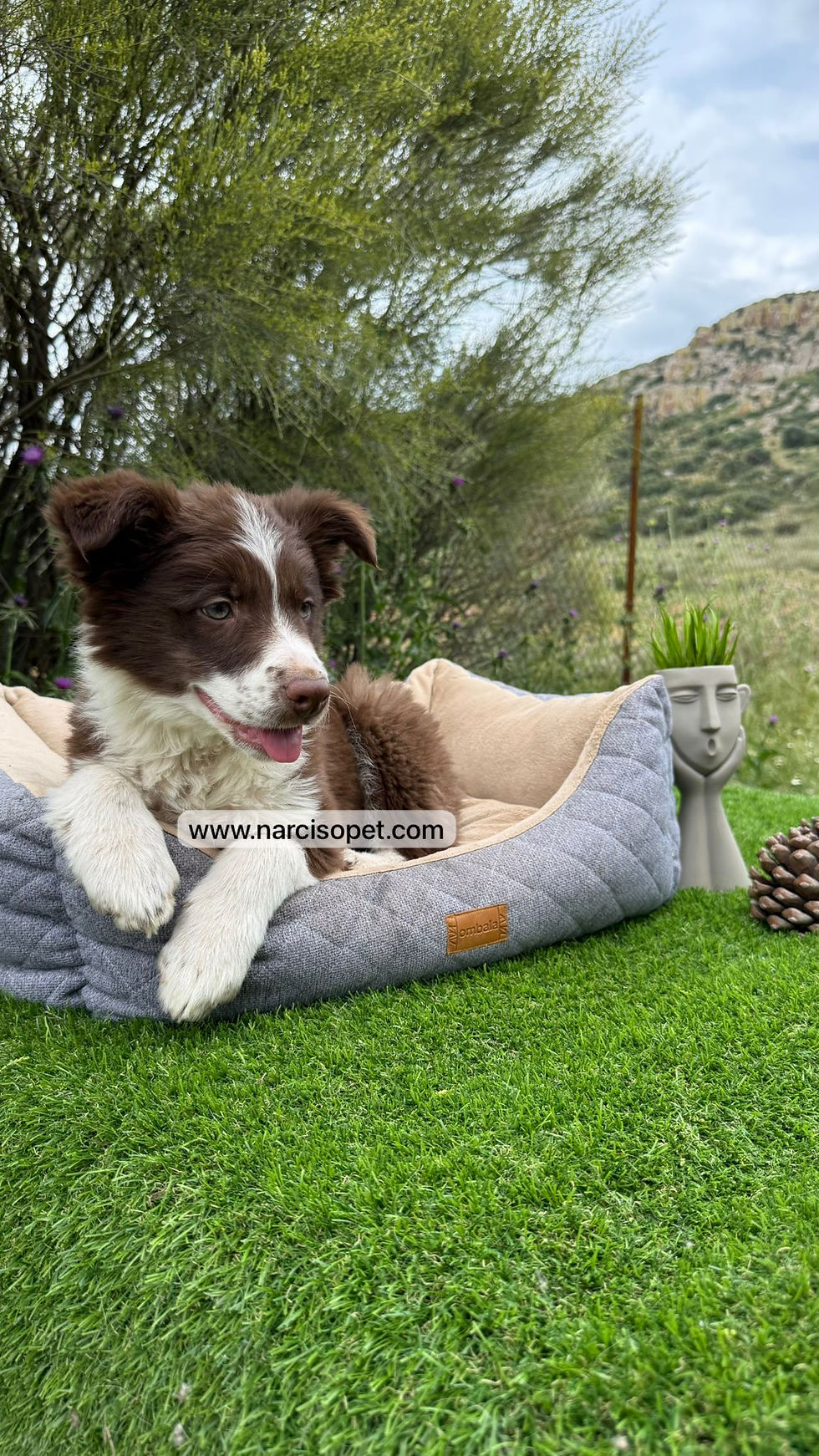 Thumbnail: Border Collie Chocolate | Macho "Rocco"