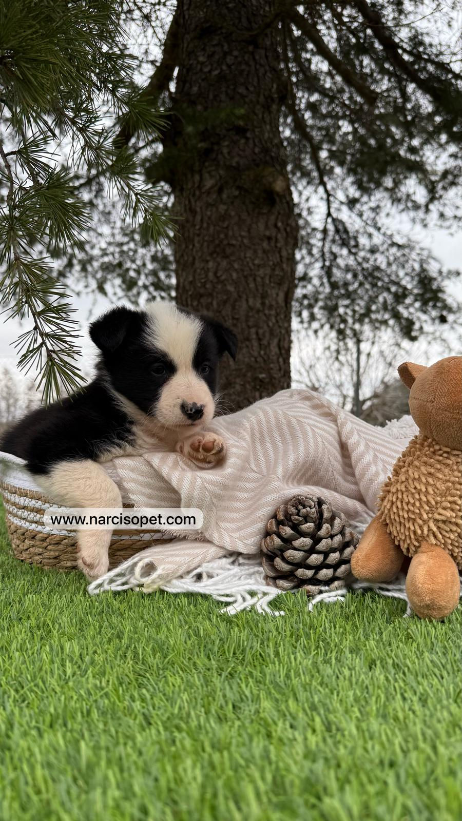 Thumbnail: Border Collie Blanco y Negro | Hembra "Lú"