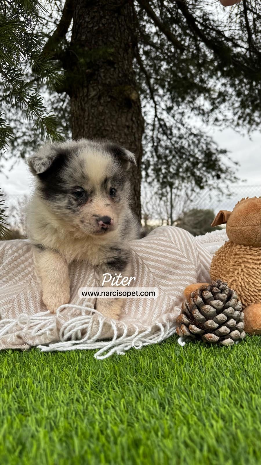 Thumbnail: Border Collie Merle / Pizarra | Macho "Piter"