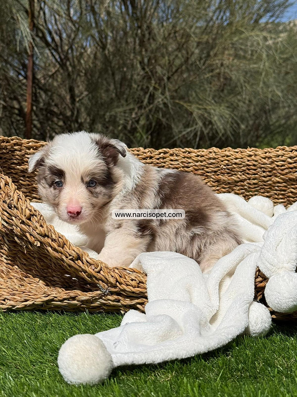 Miniatura: Border Collie Red Merle Macho | Romeo