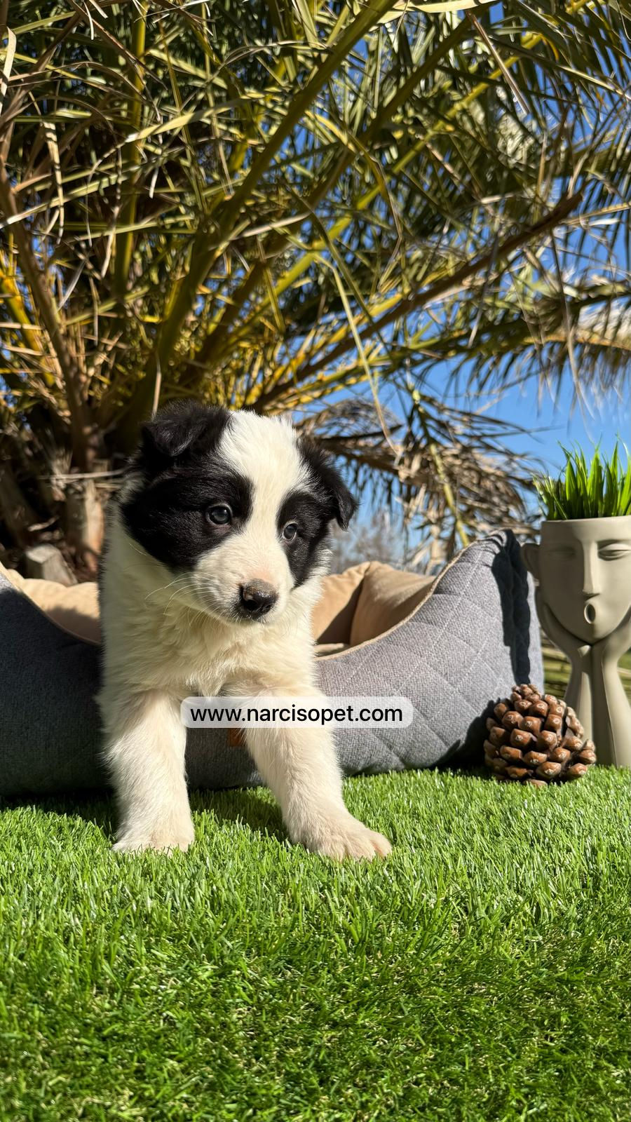 Thumbnail: Border Collie Blanco y Negro | Macho "Apolo"