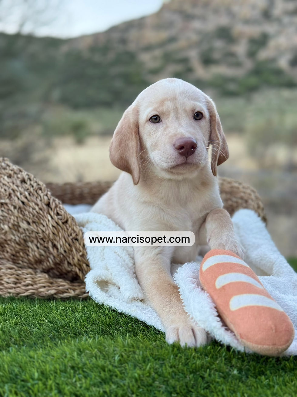 Miniatura: Labrador Retriever Amarillo Hembra | Galleta