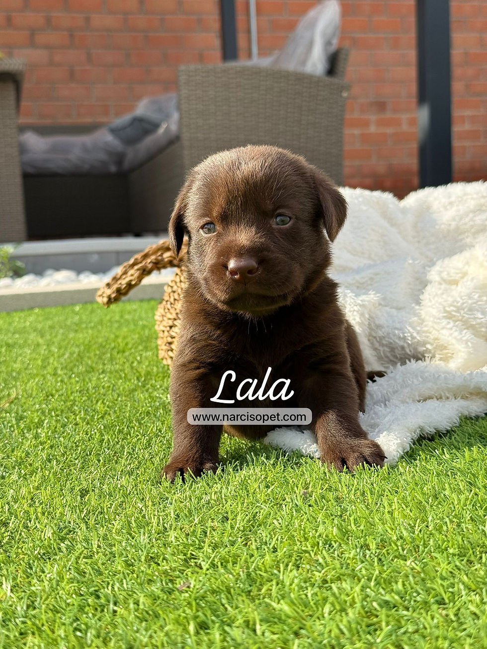 Miniatura: Labrador Retriever Chocolate Hembra | Lala
