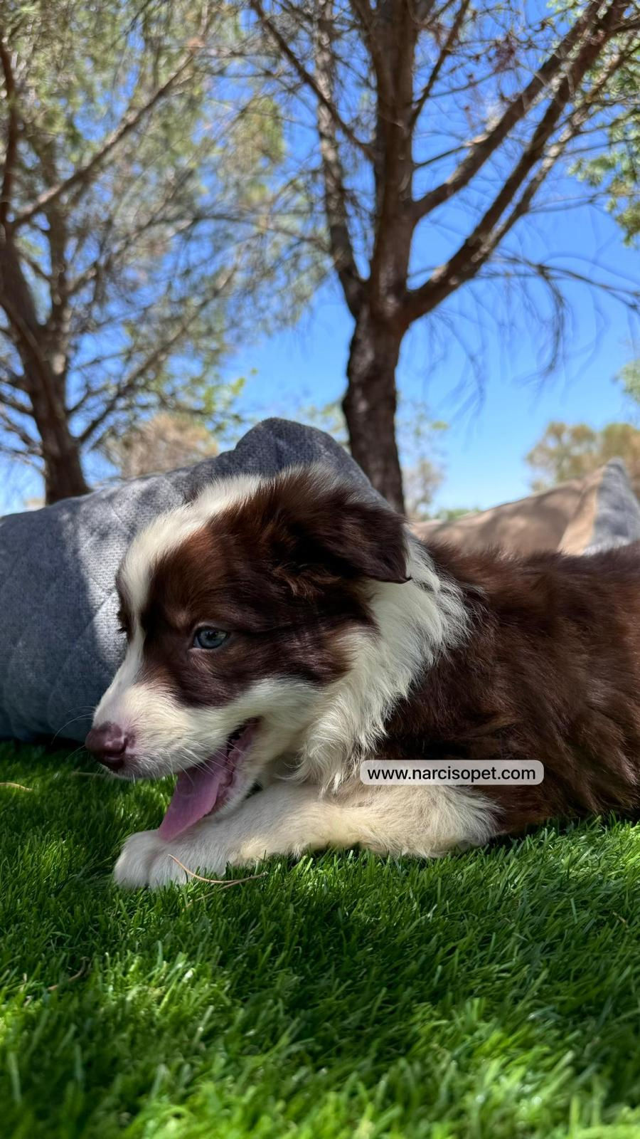 Thumbnail: Border Collie Chocolate | Hembra