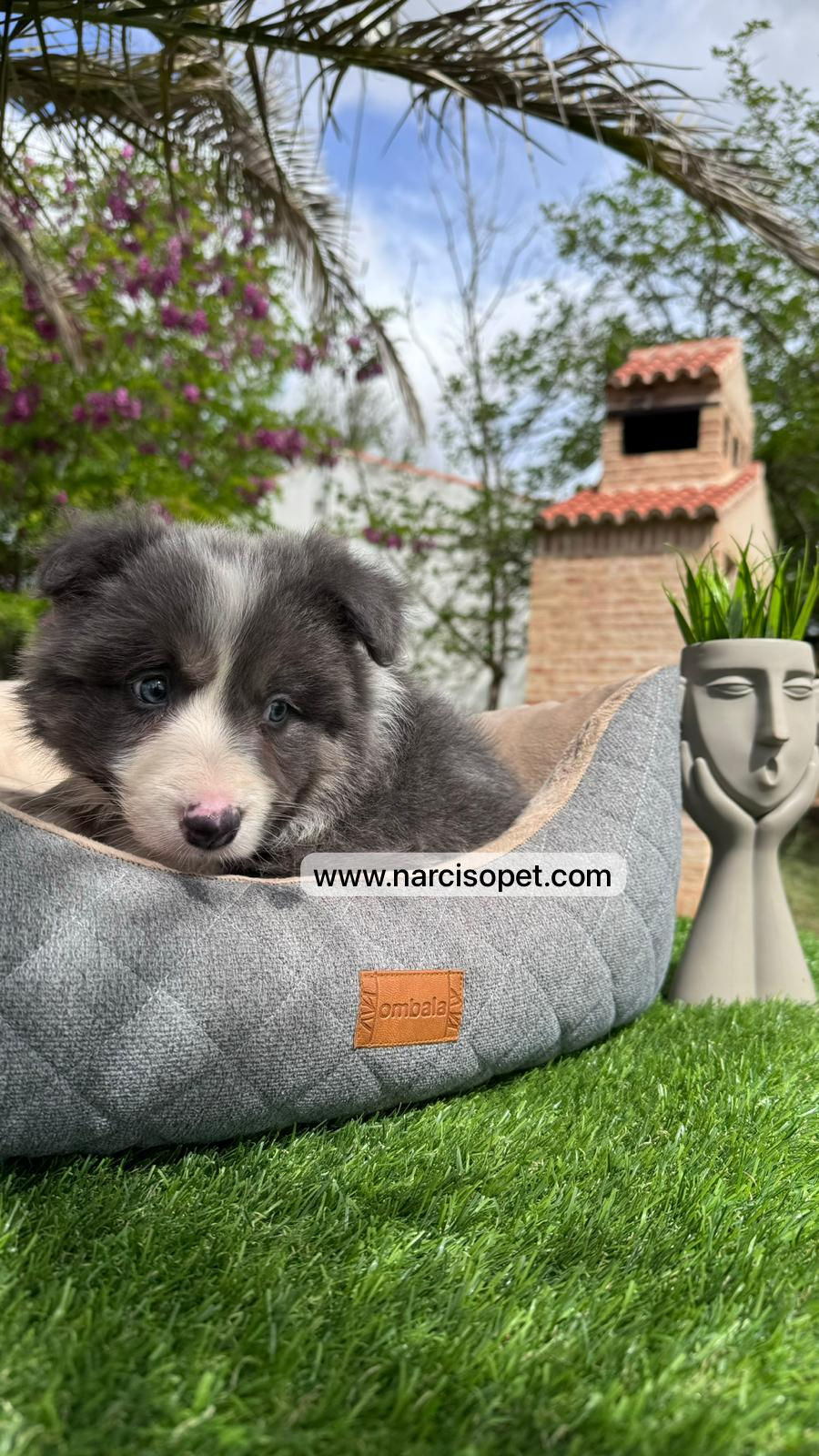 Thumbnail: Border Collie Blue | Machos