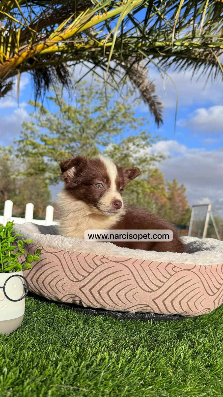 Thumbnail: Border Collie Chocolate - Hembra
