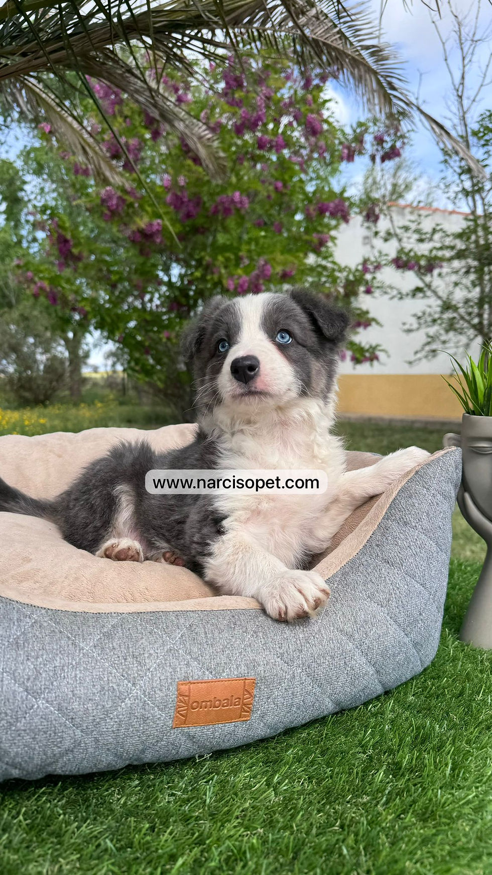 Thumbnail: Border Collie Blue | Machos