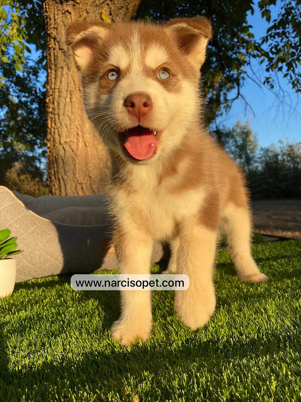 Miniatura: Husky Siberiano Rojo intenso | Hembra