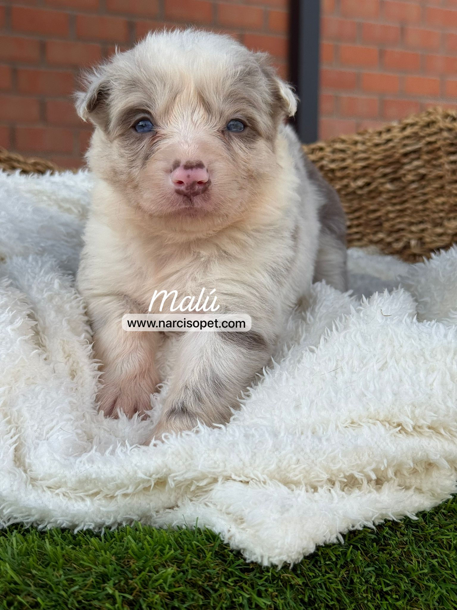 Border Collie Blue Merle Lilac Hembra | Malú