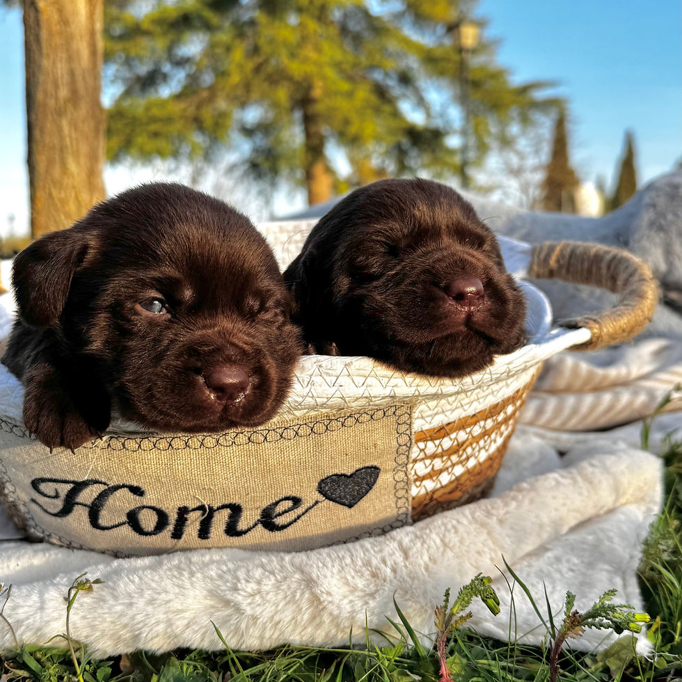 Labrador Retriever, carácter Labrador, perro familiar, cuidados Labrador, cachorro Labrador