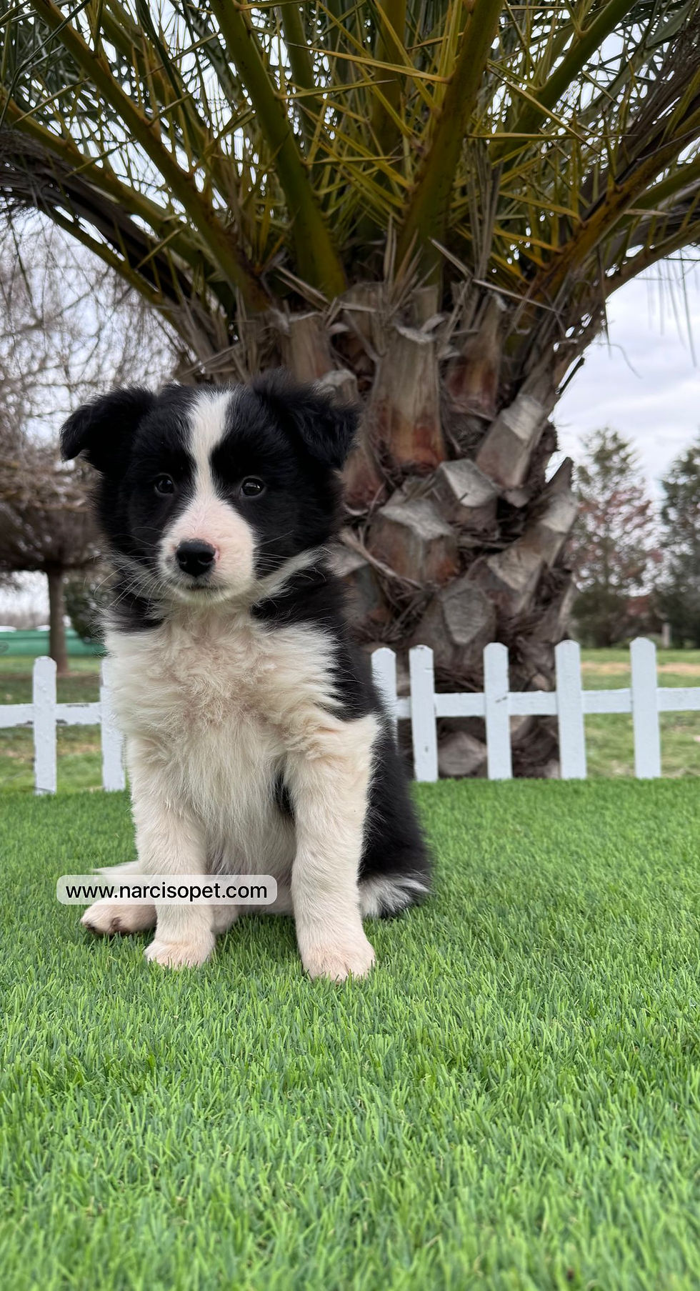 Miniatura: Border Collie Blanco y Negro | Macho