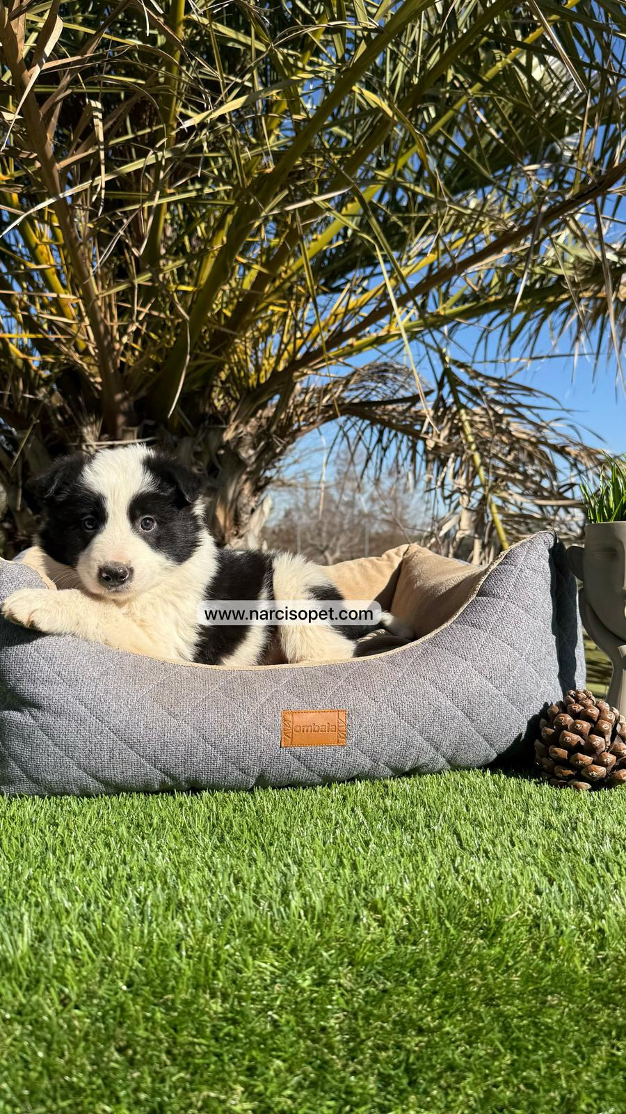 Thumbnail: Border Collie Blanco y Negro | Macho "Apolo"