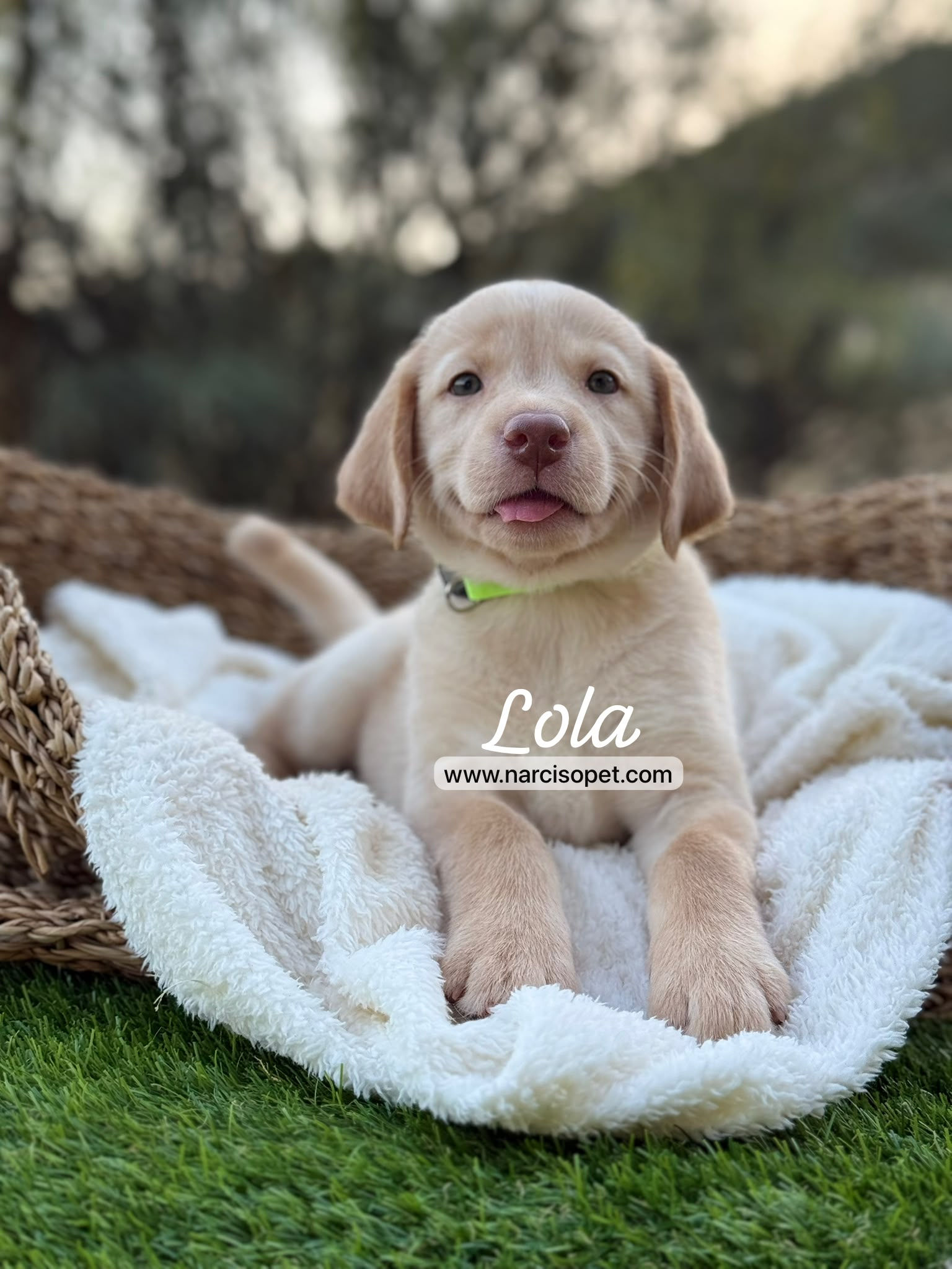 Labrador Retriever Amarillo Hembra | Lola