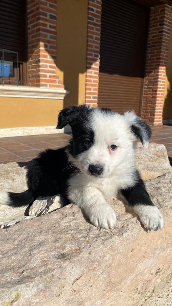 Thumbnail: Border Collie Macho