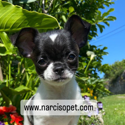 Chihuahua Toy - Macho | Narciso Pet