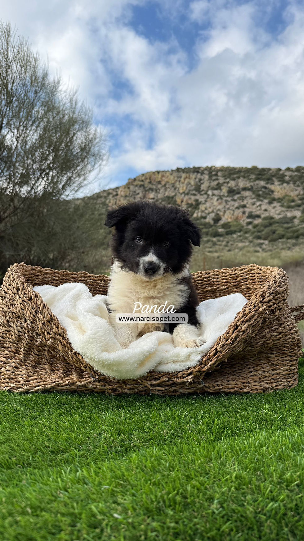 Thumbnail: Border Collie Blanco y Negro Macho | "Panda"