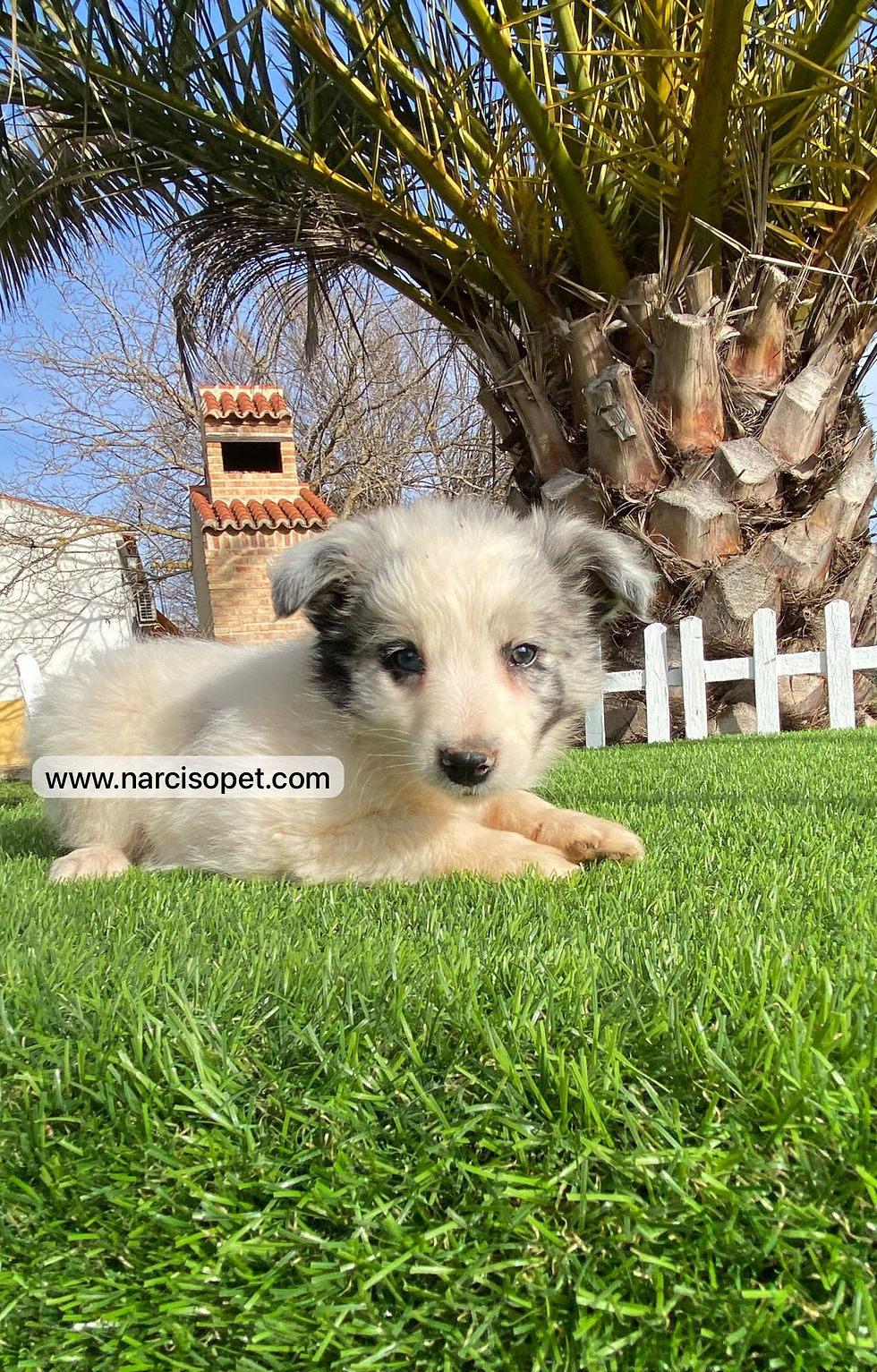 Thumbnail: Border Collie Blue Merle | Macho