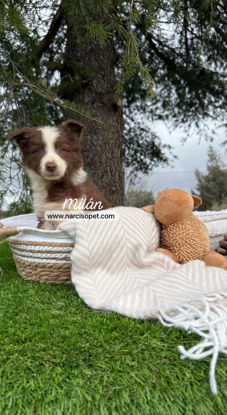 Miniatura: Border Collie Chocolate | Macho "Milán"